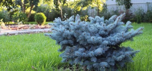 enhance your outdoor space with professional landscaping services. from garden design to lawn care, discover expert solutions to create a beautiful and functional landscape.