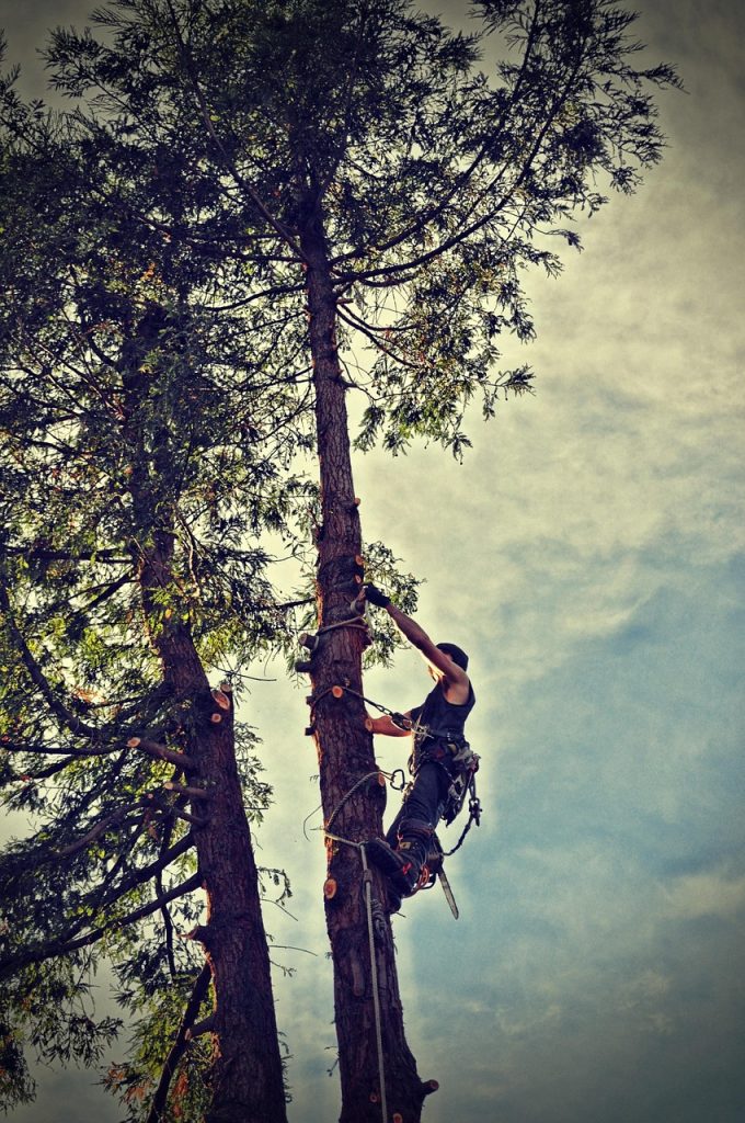 professional tree removal services ensuring safe and efficient removal of trees from your property.