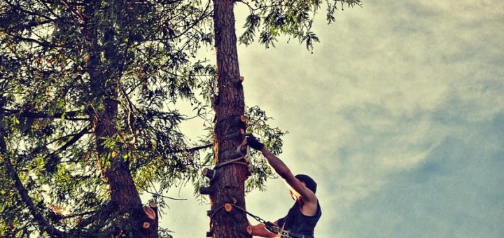 professional tree removal services ensuring safe and efficient removal of trees from your property.